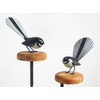 Fantails (Piwakawaka)