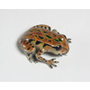 Archey's Frog (Large)