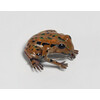 Archey's Frog (Small)