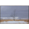Magpie Tree