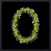 Aotea'ula Twantetri (Tāwhiri Karo / Pittosporum Cornifolium)