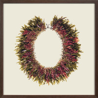 Aotea'ula Seven (Plocamium Cirrhosum / Landsburgia Quercifolia)