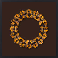 Aotea'ula Fiftin (Argyrophenga Janitae)