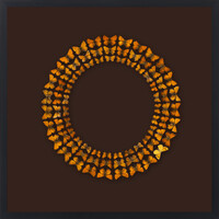 Aotea'ula Sikstin (Pepe Para Riki / Lycaena Salustius)