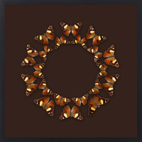 Aotea'ula Seventin (Kahuku / Danaus Plexippus)