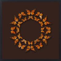 Aotea'ula Eitin (Kahukōwhai / Vanessa Itea)