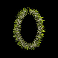 Aotea'ula Wan (Mānuka / Rewarewa / Kiokio / Harakeke)