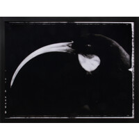 Large Portrait of a Female Huia, Otago Museum