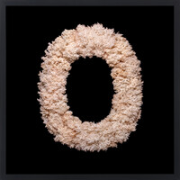 Aotea'ula Fotin (Pekepeke-kiore / Hericium Novae-zealandiae)