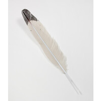 Seagull Feather