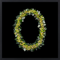 Aotea'ula Twantetri (Tāwhiri Karo / Pittosporum Cornifolium)