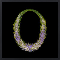Aotea'ula Twantefaef (Koromiko / Hebe Stricta / Pukupuku / Blechnum Parrisiae)