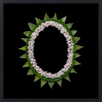 Aotea'ula Twantesikis (Houhere / Hoheria Populnea / Karaka / Corynocarpus Laevigatus)