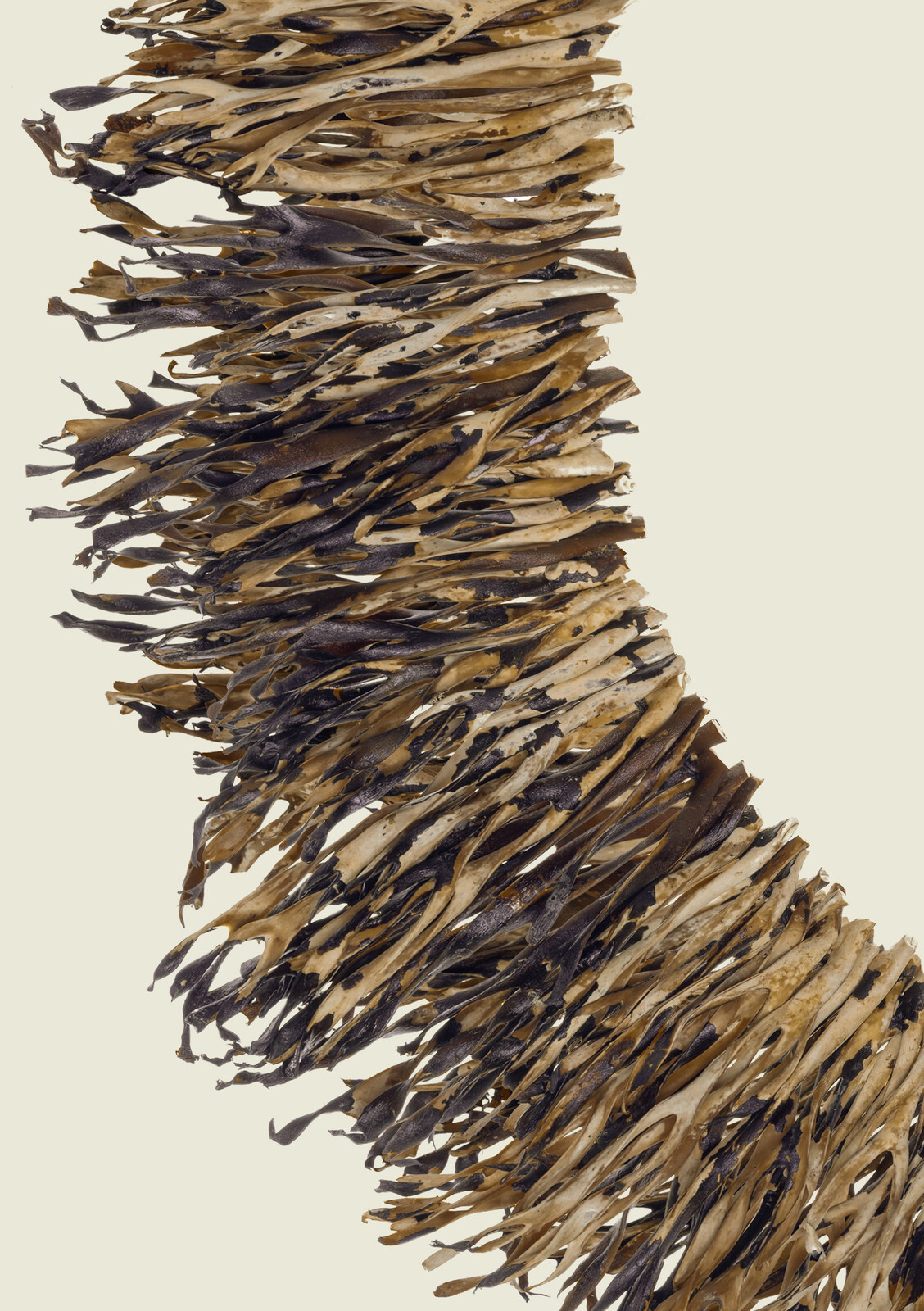 Yuki Kihara | Aotea'ula Twelef (Lessonia Variegata) | Milford Galleries ...